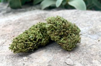 Avis sur La Ferme du CBD : l’excellence des produits CBD français