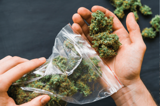 Identifier le CBD : Méthodes et astuces pour le distinguer du cannabis