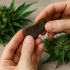 Résine CBD ou fleurs CBD, quelles différences réelles en goût, effets et usage ?