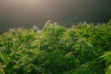 Acheter des joints CBD pré-roulés en ligne : Bénéfices et meilleures options pour un achat malin