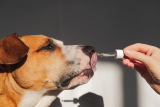 CBD pour chiens arthrosiques : Est-ce une solution naturelle efficace ? Traitements et recommandations