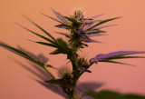 Décryptage du prix du CBD : Causes, coûts de production et conseils pour réduire les dépenses