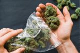 Identifier le CBD : Méthodes et astuces pour le distinguer du cannabis