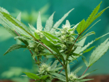 La graine de CBD la plus puissante : Variétés incontournables pour bien-être et détente
