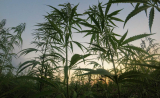 Livraison de CBD suisse en France : Est-ce possible ? Guide d&rsquo;achat et réglementation