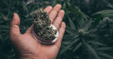 Sélectionner les meilleures fleurs de CBD : Astuces pour choisir des bourgeons de qualité